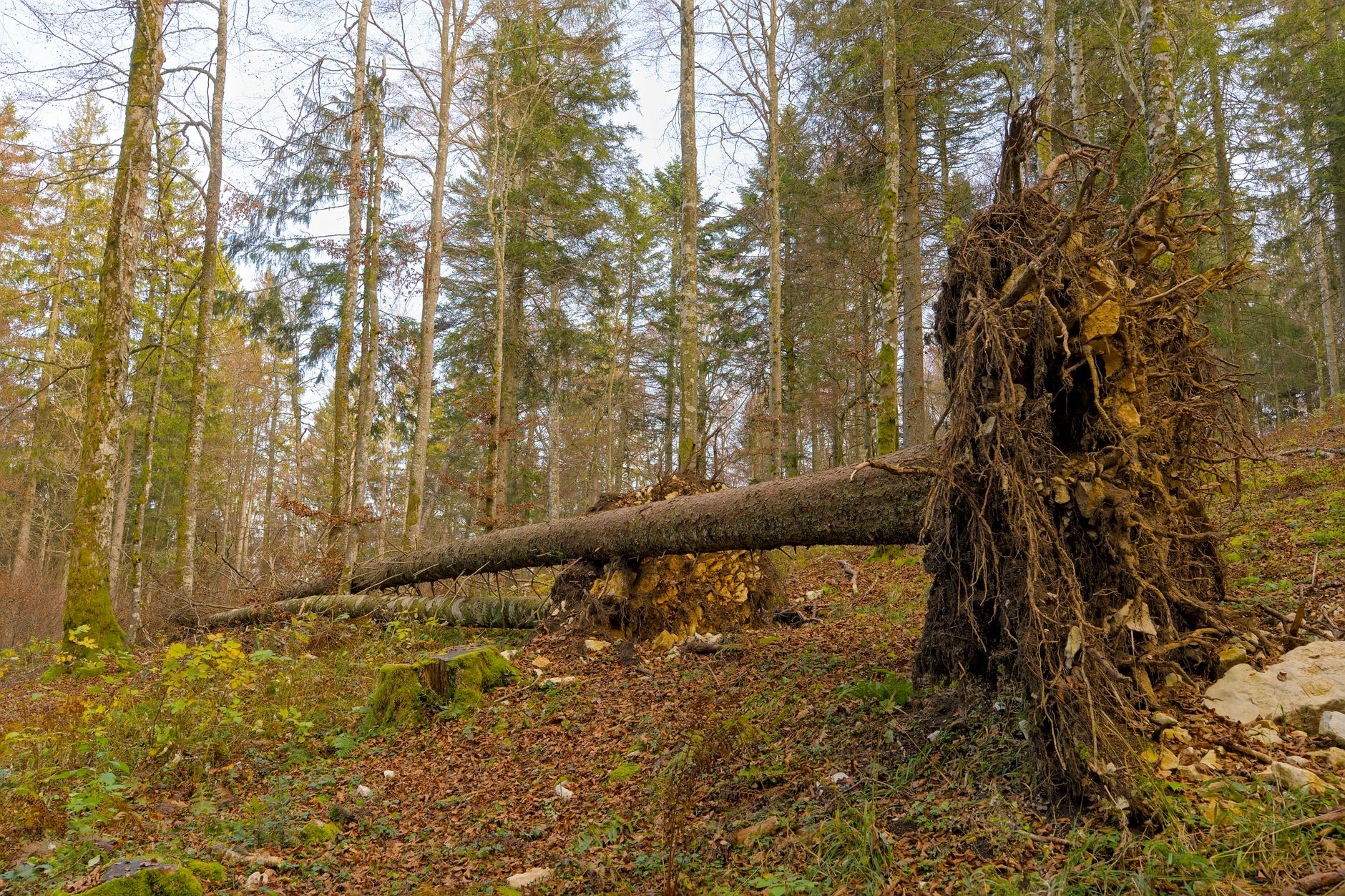 Enlèvement arbre urgence équipe à Colomiers